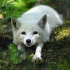 Meet your Posher, Ray